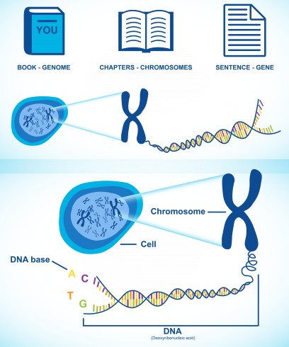 Understanding Genomes